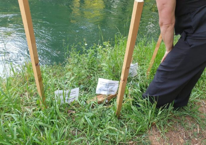 anatra-aspect-ratio-535-375