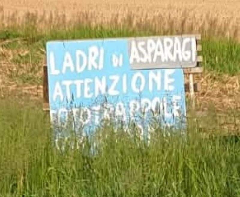 Fototrappole contro i furti di asparagi tra Besate e Motta: ecco i cartelli che avvisano i ladri