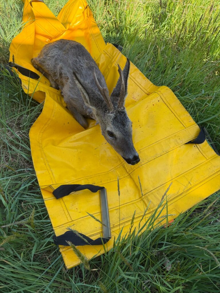 Cerbiatti finiti nel canale liberati dai Vigili del Fuoco tra Turbigo e Nosate