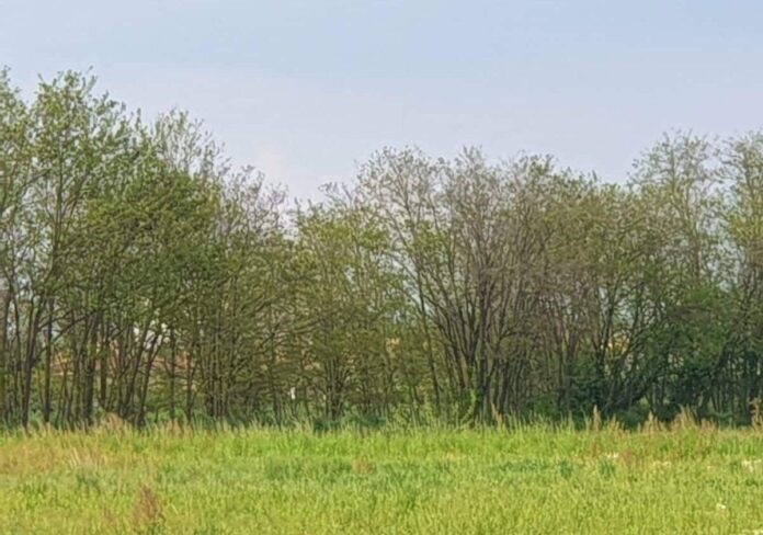 spaccio-aspect-ratio-535-375