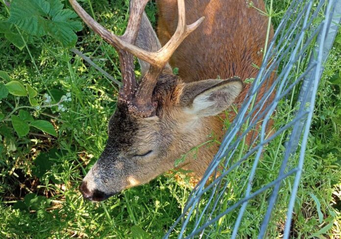 capri1-aspect-ratio-535-375