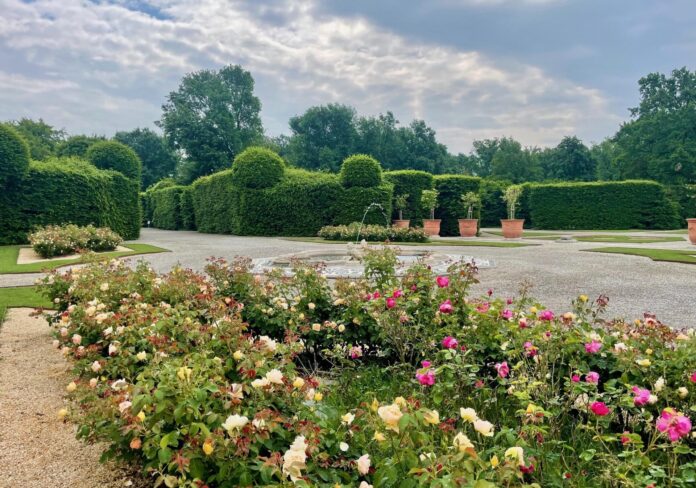 rose-aspect-ratio-535-375