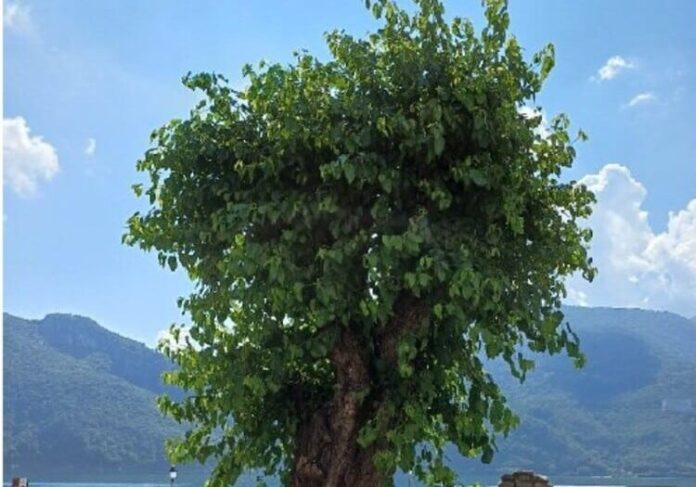 ABBADIA-LARIANA-LECCO-Gelso-Vecchia-Filanda-2-aspect-ratio-535-375