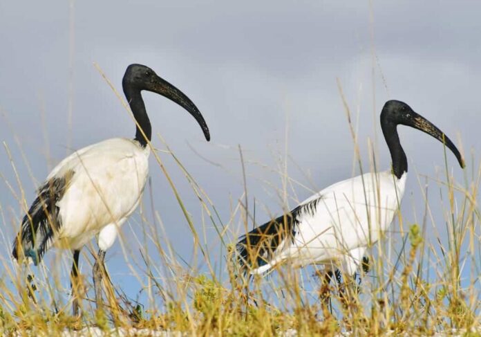 ibis-sacri-2-aspect-ratio-535-375
