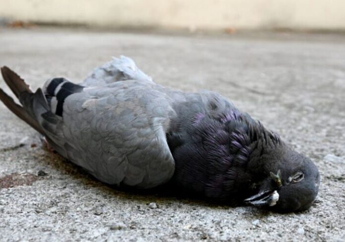 piccione-aspect-ratio-535-375