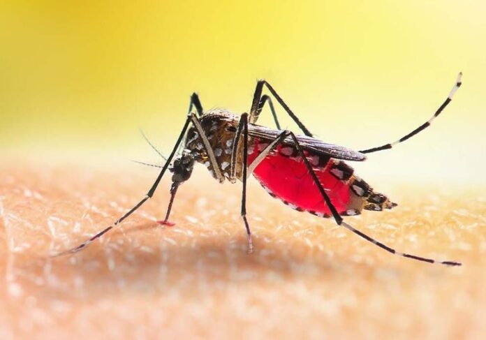 DENGUE-aspect-ratio-535-375