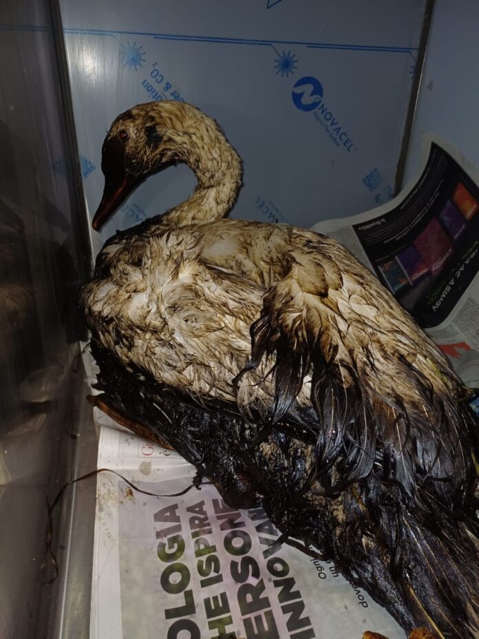 cigno1