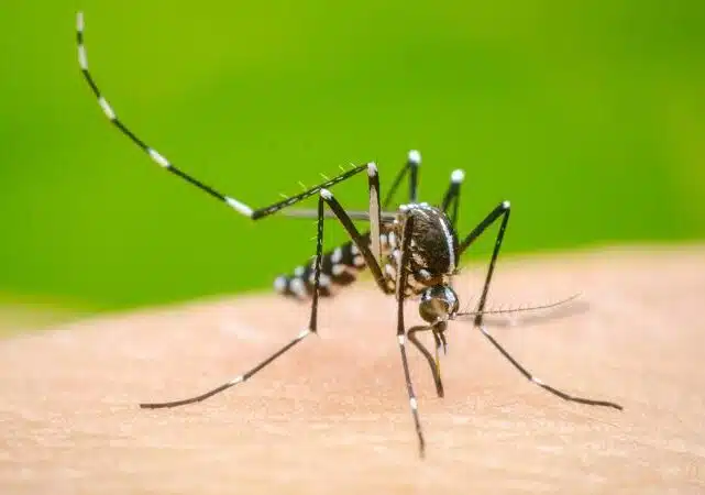 Due casi sospetti di Dengue a Magenta. Scatta il piano dell’ATS