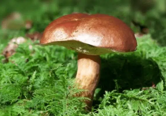Funghi-aspect-ratio-535-375